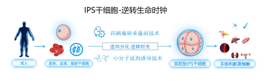 为什么有人45岁后突然“垮掉”?根源在大脑和免疫系统的断崖式衰老