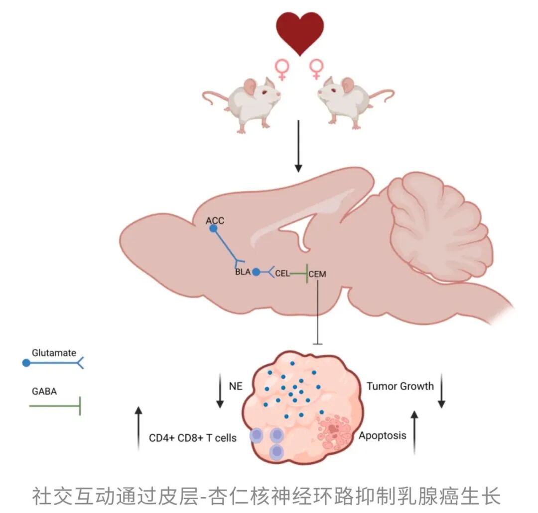 社恐人先别划走!华西研究:社交频率越高,活得越久,最高延寿248%