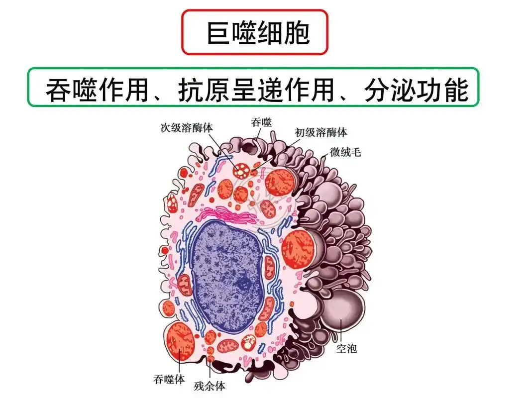 社恐人先别划走!华西研究:社交频率越高,活得越久,最高延寿248%